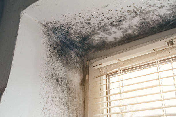 Affordable Hvac And Air Duct Mold Remediation solutions in White Plains, VA